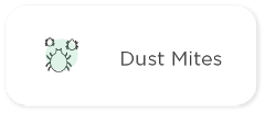 Dust Mites